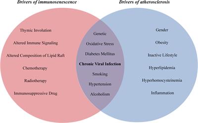 Immunosenescence in atherosclerosis: A role for chronic viral infections